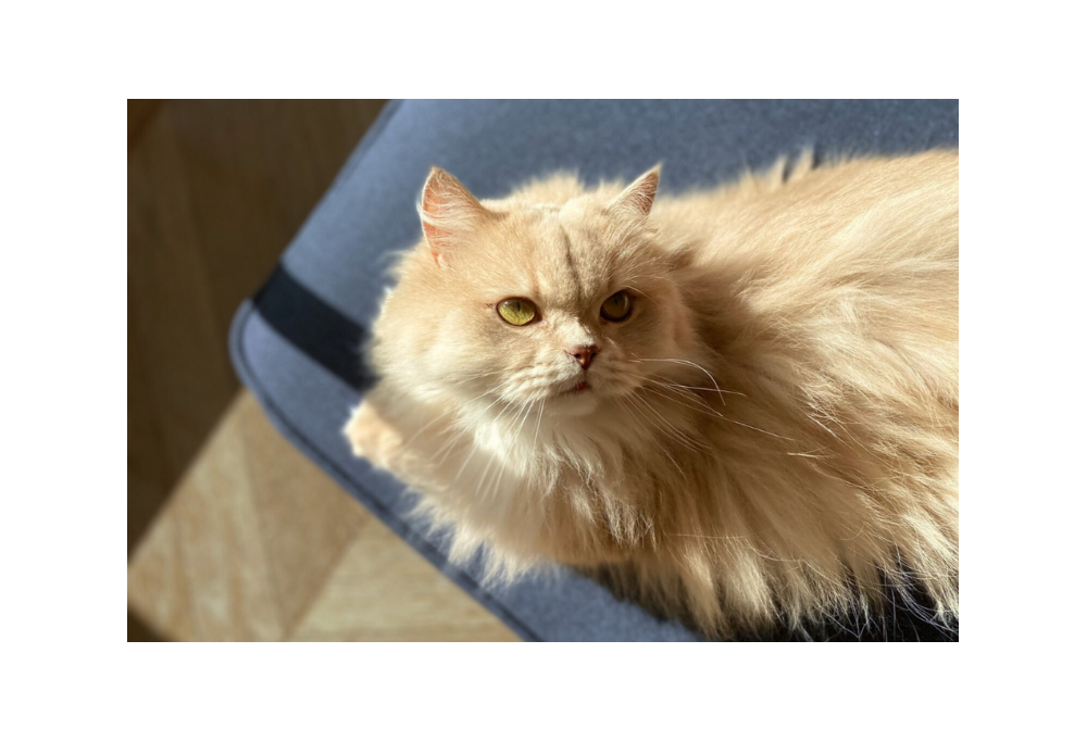 Les tendances de la rentrée 2023 :  les meubles pour chat et chien design